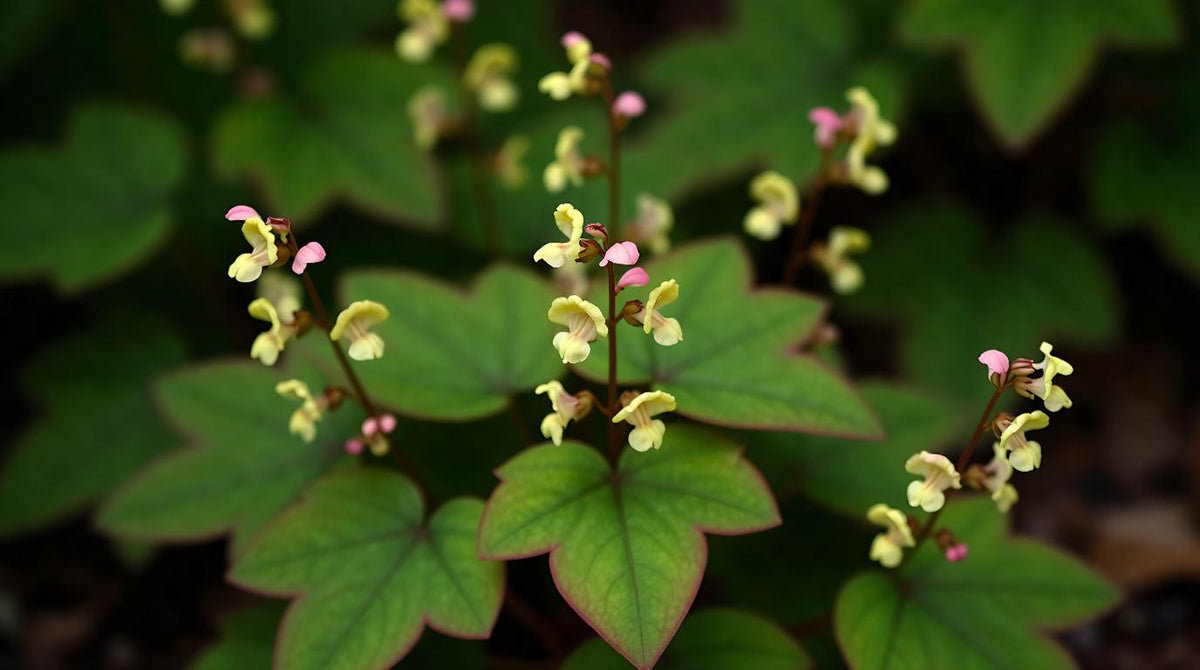 Epimedium plant in bloom, with heart-shaped green leaves and delicate spurred pale yellow and pink flowers in a shaded garden